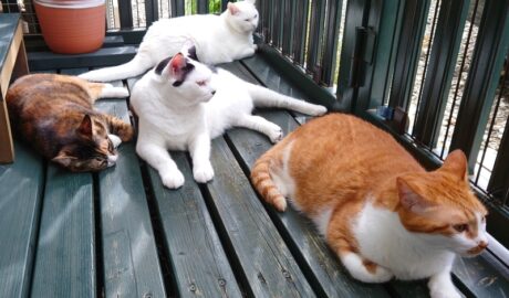 coco & fumi & Lin & Ryu