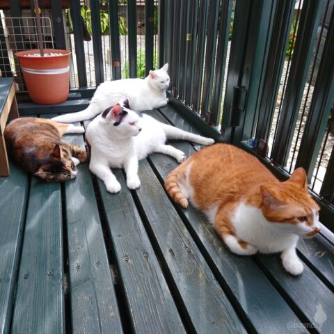 coco & fumi & Lin & Ryu