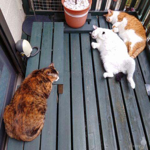 coco & fumi & Lin & Ryu