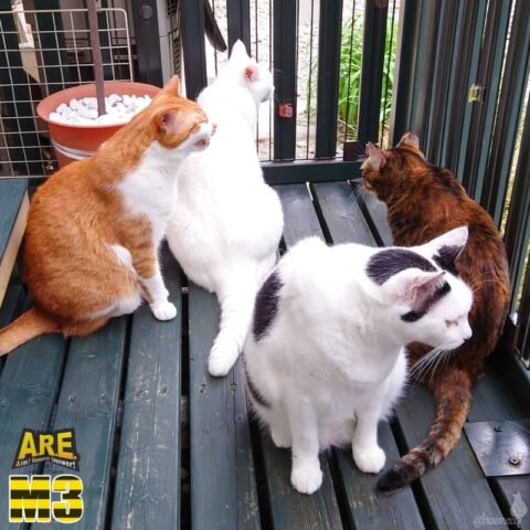 coco & fumi & Lin & Ryu