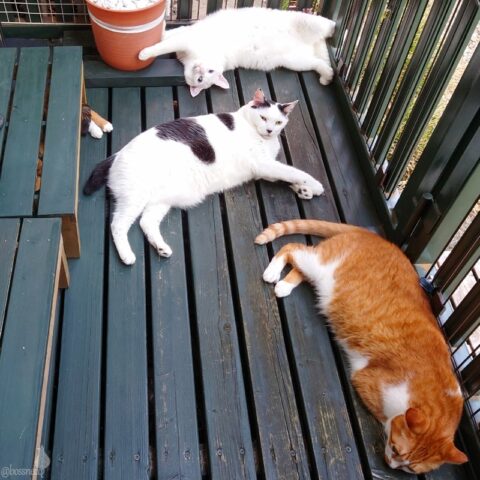 coco & fumi & Lin & Ryu