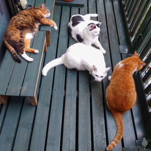 coco & fumi & Lin & Ryu