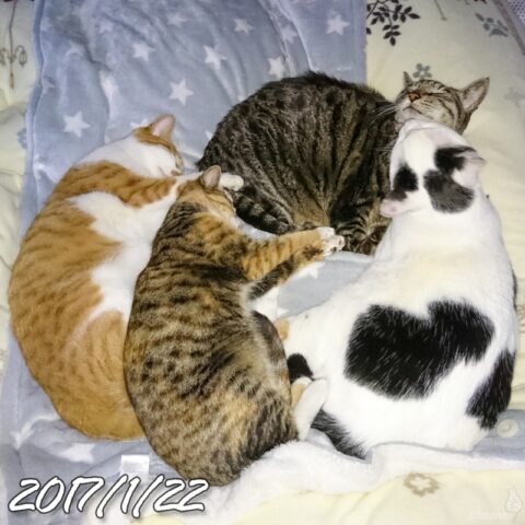 mark & coco & fumi & Lin