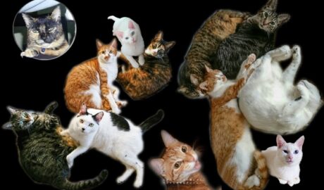 zizi & lan & mark & coco & fumi & Lin & Ryu