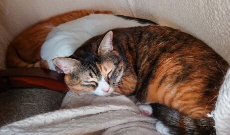 coco & fumi & Lin & Ryu