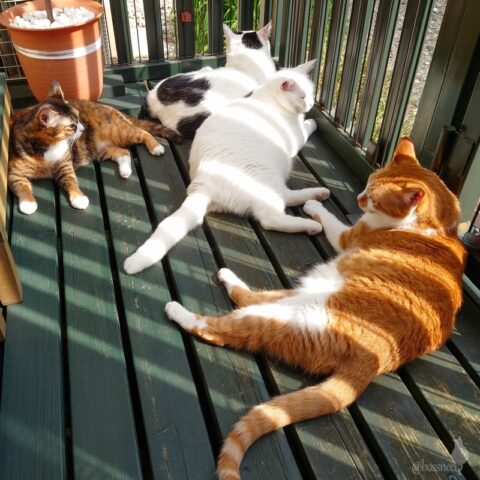 coco & fumi & Lin & Ryu