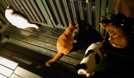 coco & fumi & Lin & Ryu