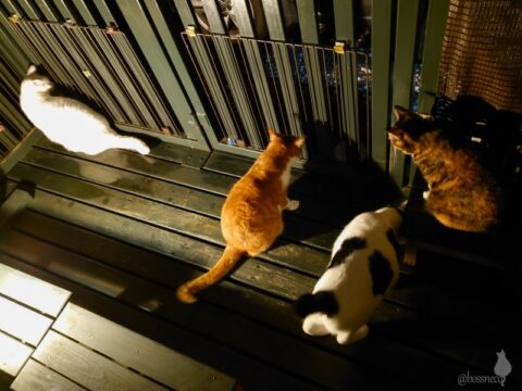 coco & fumi & Lin & Ryu