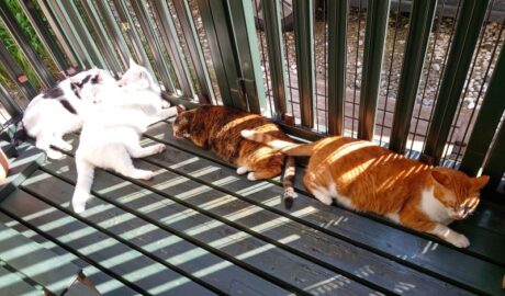 coco & fumi & Lin & Ryu