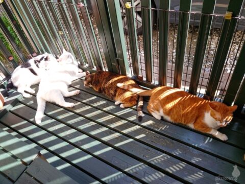 coco & fumi & Lin & Ryu