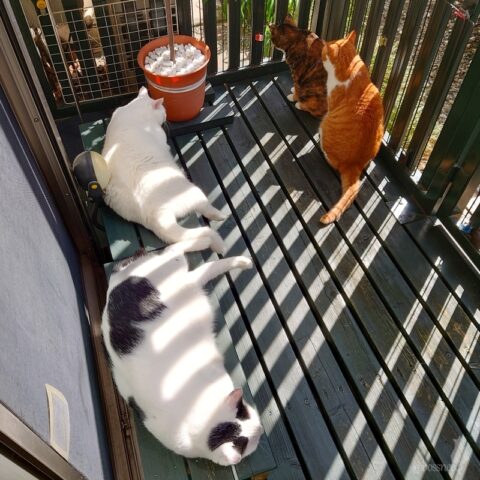 coco & fumi & Lin & Ryu