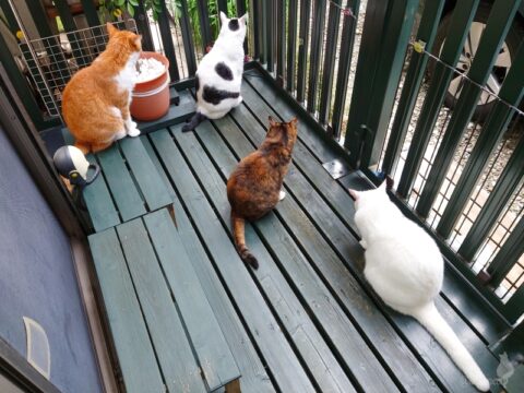 coco & fumi & Lin & Ryu