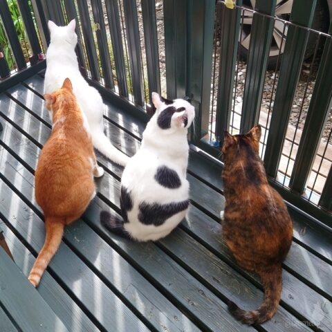 coco & fumi & Lin & Ryu