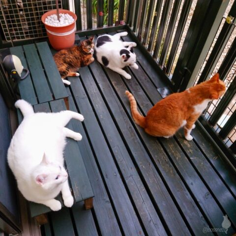 coco & fumi & Lin & Ryu