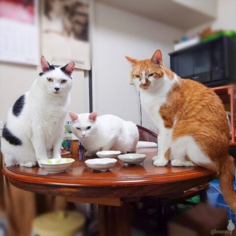 coco & fumi & Ryu