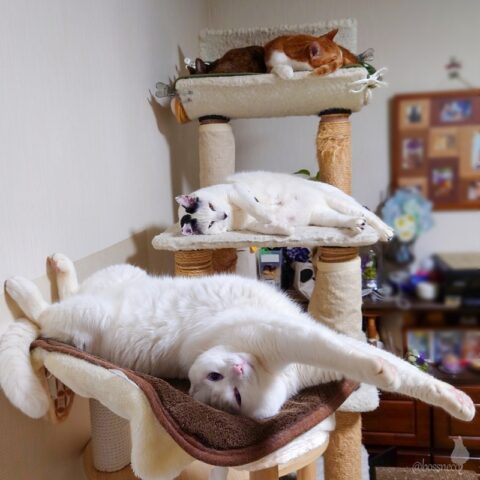 coco & fumi & Lin & Ryu