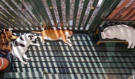 coco & fumi & Lin & Ryu