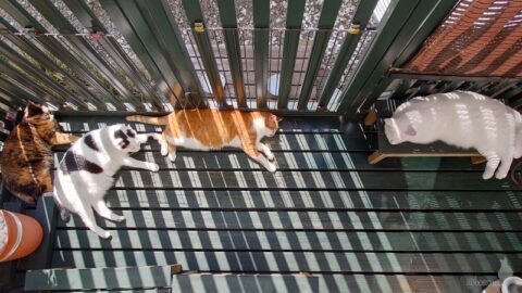 coco & fumi & Lin & Ryu