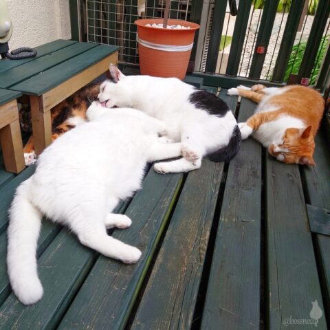 coco & fumi & Lin & Ryu