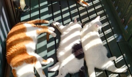 coco & fumi & Lin & Ryu