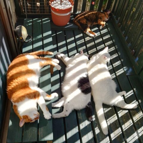 coco & fumi & Lin & Ryu