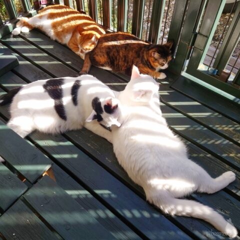 coco & fumi & Lin & Ryu