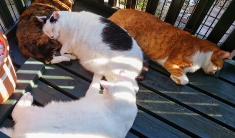 coco & fumi & Lin & Ryu