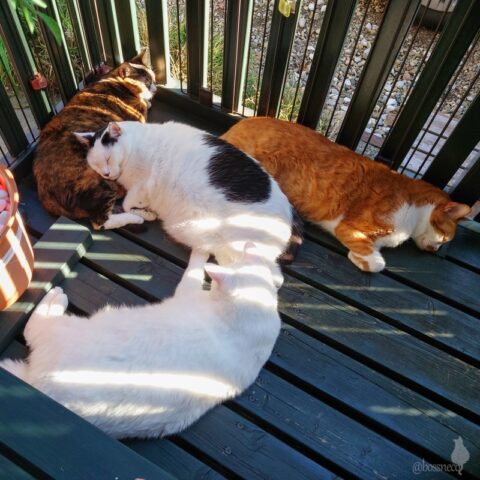 coco & fumi & Lin & Ryu