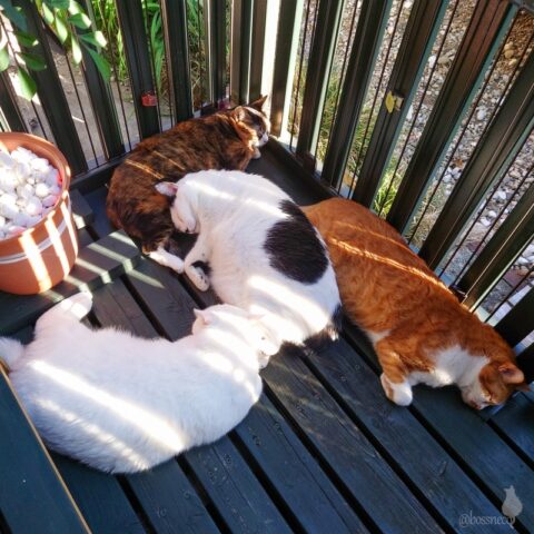 coco & fumi & Lin & Ryu