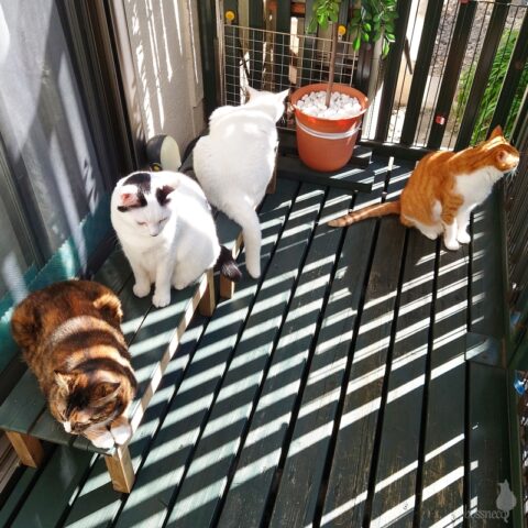 coco & fumi & Lin & Ryu