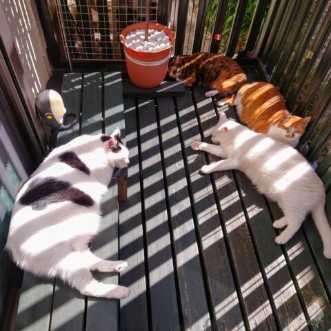 coco & fumi & Lin & Ryu