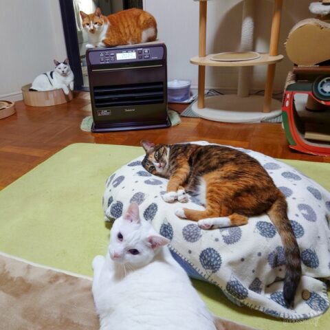 coco & fumi & Lin & Ryu