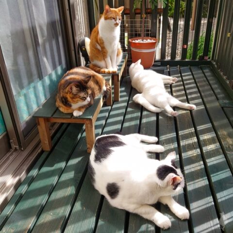 coco & fumi & Lin & Ryu