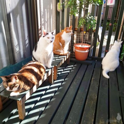 coco & fumi & Lin & Ryu