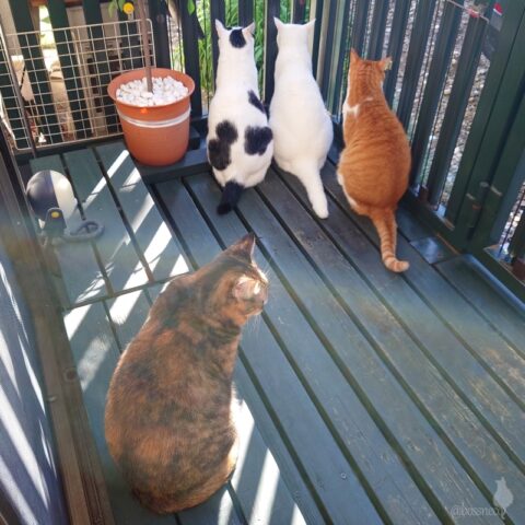 coco & fumi & Lin & Ryu