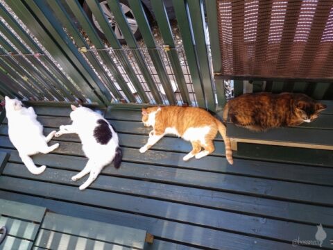 coco & fumi & Lin & Ryu