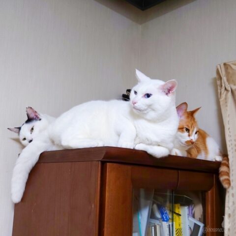 coco & fumi & Ryu