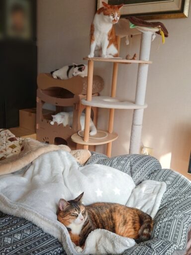 coco & fumi & Lin & Ryu