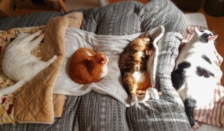 coco & fumi & Lin & Ryu