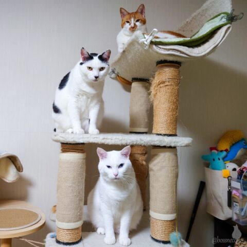 coco & fumi & Ryu