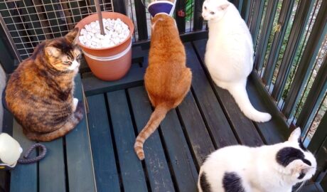 coco & fumi & Lin & Ryu