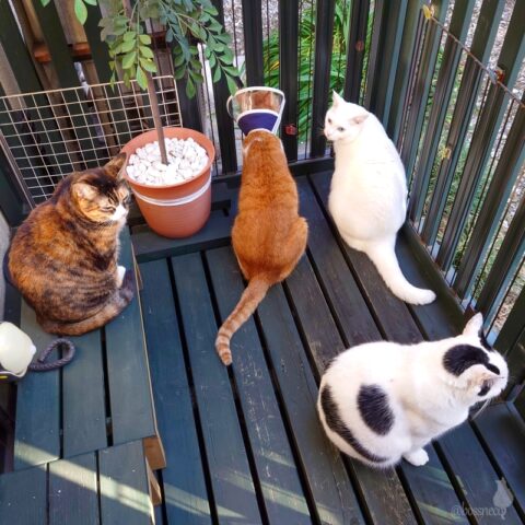 coco & fumi & Lin & Ryu