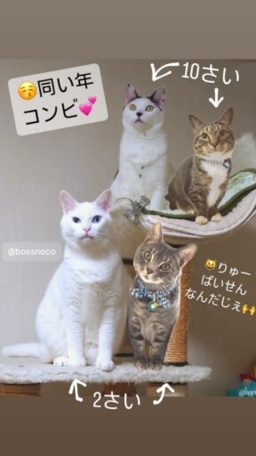 coco & Ryu & アビー & ジェラ