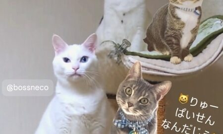 coco & Ryu & アビー & ジェラ