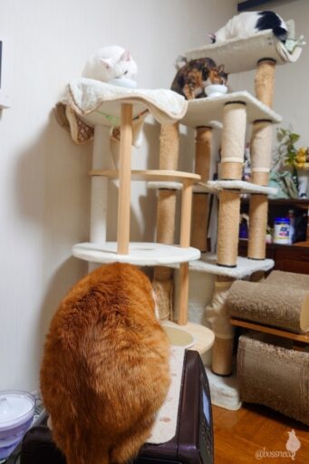 coco & fumi & Lin & Ryu