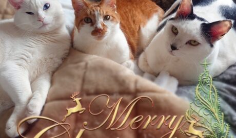 coco & fumi & Lin & Ryu