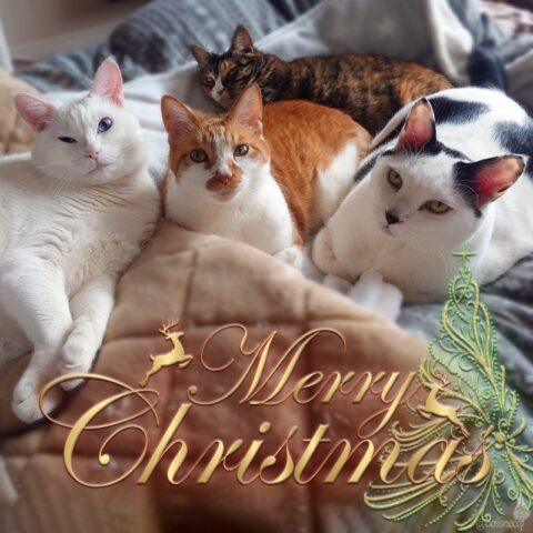 coco & fumi & Lin & Ryu