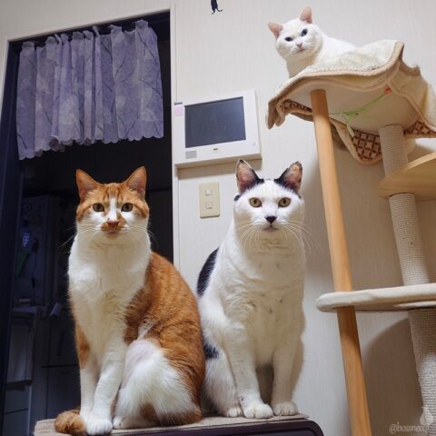 coco & fumi & Ryu
