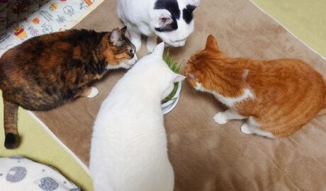 coco & fumi & Lin & Ryu