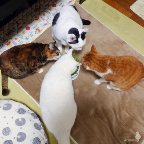 coco & fumi & Lin & Ryu